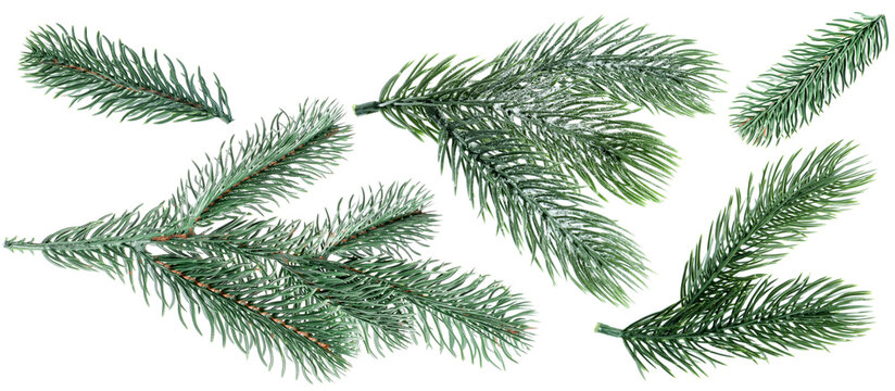 白色背景上的圣诞树树枝，套装