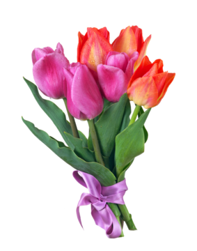 色彩鲜艳的郁金香花束，透明背景纯享