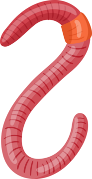 蚯蚓扭动，展现其分节的身体和环带