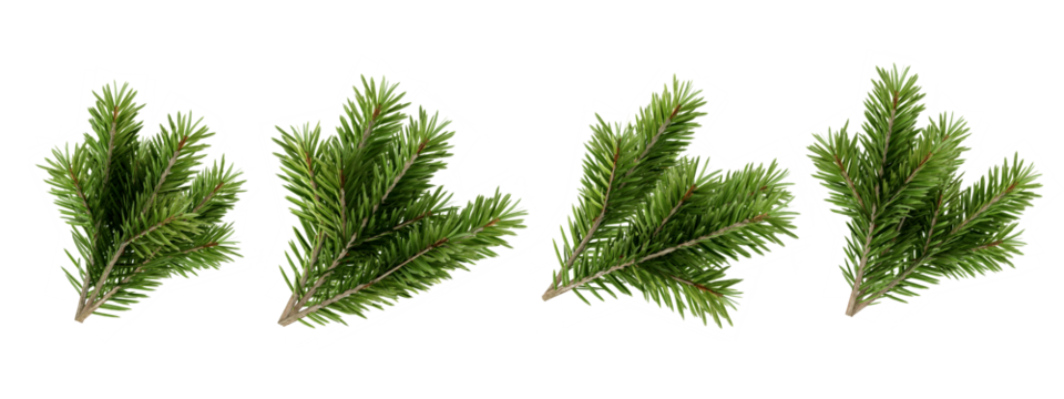 白色背景上的一组松树枝