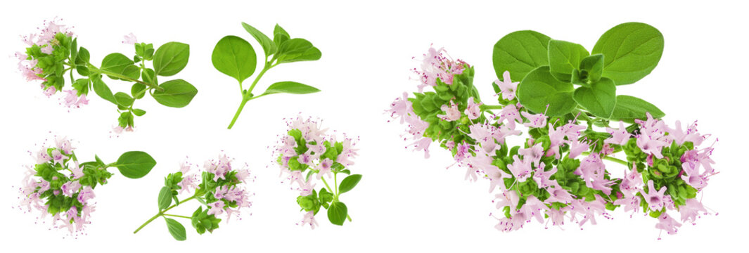 blooming oregano isolated on white background. Top view. Flat lay