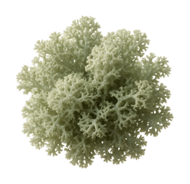 柔软的灰绿色地衣，呈分枝状、丛生形态。