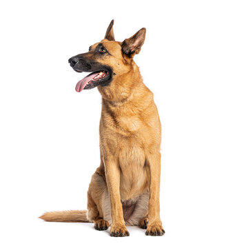 比利时牧羊犬坐着喘气，抬头张望