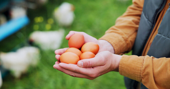 图片展示了用于农业的鸡、农场、鸡蛋以及人的双手，涉及家禽群或牲畜的相关新进展。包含动物追踪、质量控制，还有农民在乡村经营的有机牧场，提供散养蛋白质来源。
