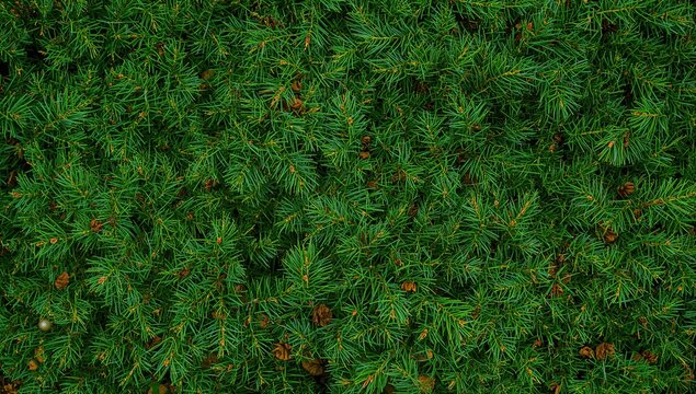 真实圣诞树的绿色带刺树枝，适合节日装饰