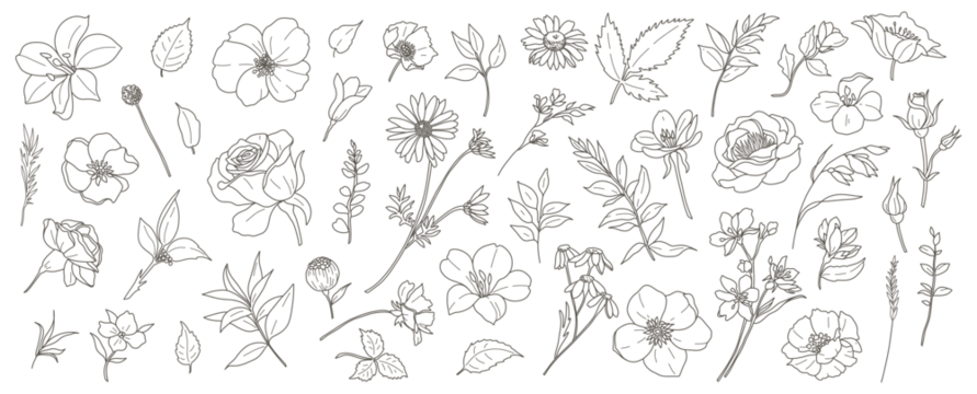 花卉植物元素：花朵、枝条与叶片。简约矢量花卉，手绘线条艺术风格