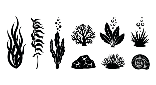黑色轮廓的各种海洋植物和珊瑚组合，包括海藻、珊瑚和鹦鹉螺壳，展示在白色背景上。