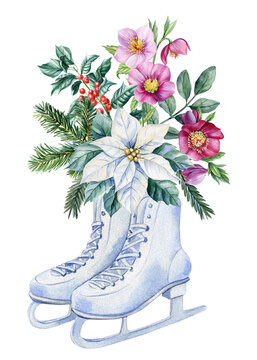 水彩冰鞋 白色一品红 冬青叶 浆果 粉色花朵 冬季植物节日装饰设计插画
