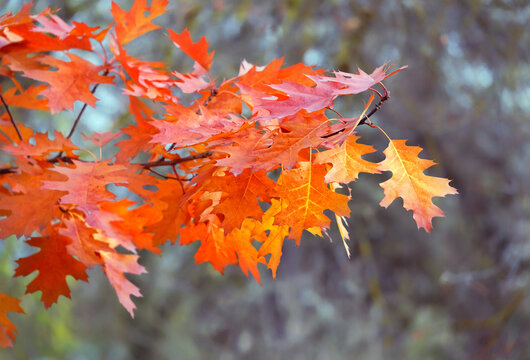 树枝上亮橘红色的红橡树叶，自然背景。北部红橡树（Quercus rubra）的树叶构成的美丽秋季森林景观。金秋季节概念。