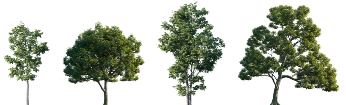 绒毛白蜡与欧洲白蜡正面视角行道树组合PNG素材（背景透明且完美抠图）