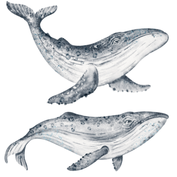 水彩风格座头鲸与蓝鲸海洋生物：海洋鲸类群体插画及剪贴画素材，适用于设计与印刷的海洋元素