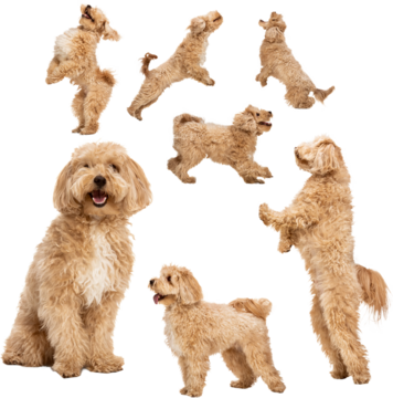 透明背景下活泼毛茸茸狗狗的多姿势跳跃拼贴图，涵盖宠物护理视觉素材、动物行为资料及欢快家养狗狗图像等概念