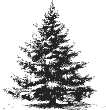 圣诞树素描，手绘覆雪松树枝。矢量插画